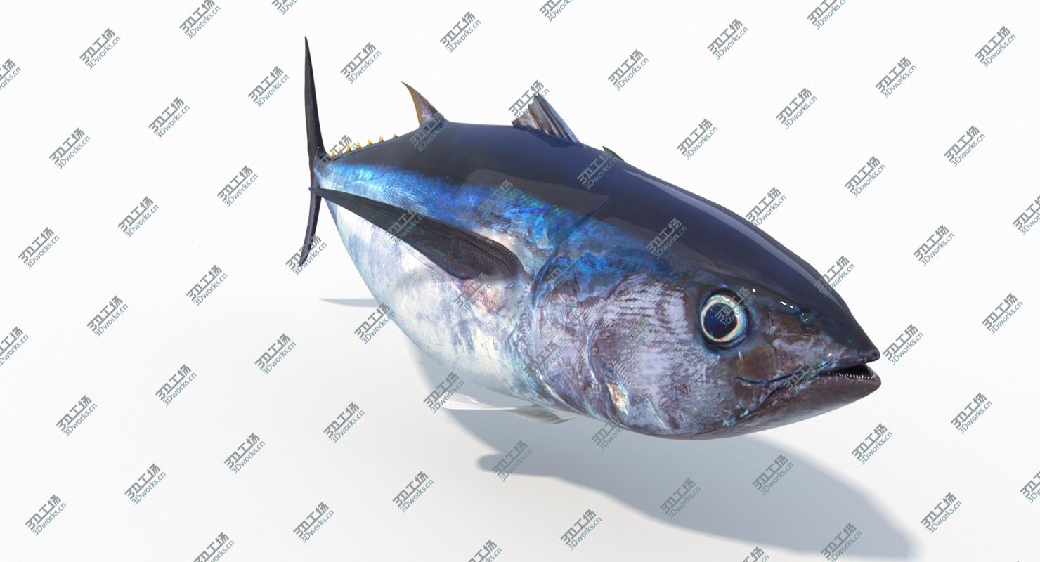 images/goods_img/20210319/Tuna Fish (Animated) 3D/5.jpg